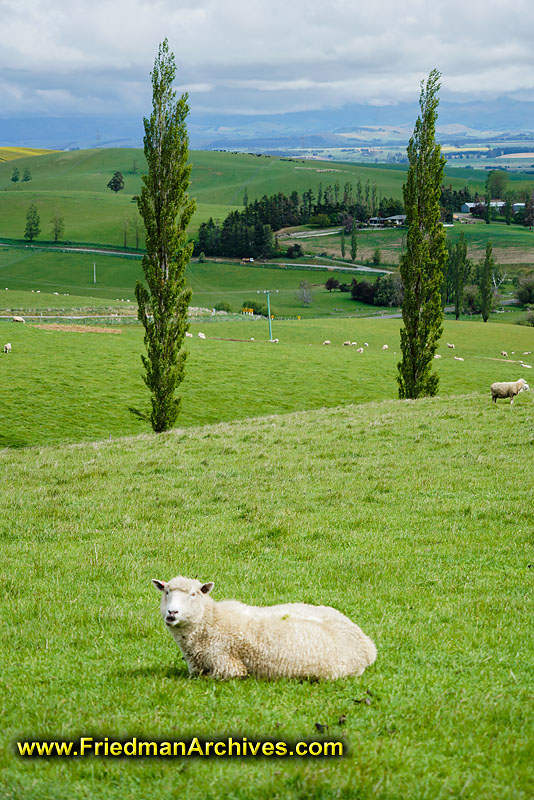 landscape,nature,grazing,farm,livestock,sheep,green,grass,